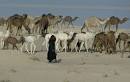 Camel herding, Iraq Photos - Flags, Maps, Economy, Geography, Climate