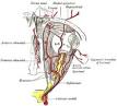 Internal carotid artery - Wikipedia, the free encyclopedia