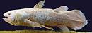 coelacanth-preserved-se42.jpg