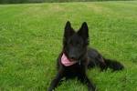 File:Belgian Shepherd Groenendael puppy 4months.jpg - Wikipedia ...