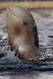 River Dolphin Closer to Extinction Despite Reports, Exp
