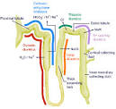group14 / DIURETICS