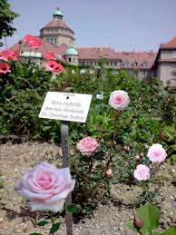 Die Floribunda Rose \u0026quot;Dr. Dorothea Endres\u0026quot; im Bot. Garten München. Züchter: Franz Wänninger, Altenstadt a.d. W., 2007 . Floribunda Rosen - bot_garten.preview