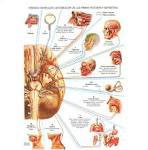 <b>sistema nervioso central</b>