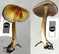 Image result for Agrocybe procera