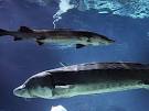 Chinese Sturgeons, Chinese Sturgeon Pictures, Chinese Sturgeon ...