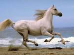  Horse Insurance | A.L.O.P.