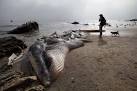 Rotting whale in Malibu likely left to nature - Yahoo! News