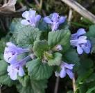 Ground Ivy (Glechoma hederacea). Growing in the shade of the trees by the - via Daymix