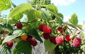 images?q=tbn:ANd9GcQxyHmB22vaeQy_mYZJzNA-f_zoVebvS3iC3iYjlzyTxQym8_-t