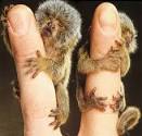 Pygmy Marmoset - The Smallest Monkey | Animal Pictures and Facts ...
