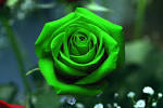 Green Rose Wallpaper HD #2143 Wallpaper | wallhud.