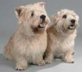 Glen Of Imaal Terrier Photo | Dog Family