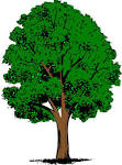 Barking Up The Wrong Tree | My-