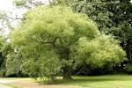 File:<b>Sophora</b> japonica JPG2Aa.