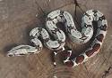 Boa Constrictor  Boa constrictor    ReptileBuzz