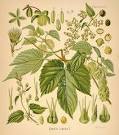Leelanau Hops - promoting the farming of hops in Leelanau County ...