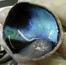 tapetum