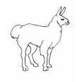 Llama coloring page