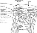 Structure of the <b>Shoulder</b>