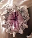 That's Vaginal! 11 Animals That Look Like...