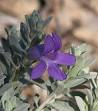 <b>Myoporaceae</b>