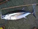 foodconsumer.org - More mercury found in restaurant served tuna ...