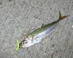 Spanish vs Greenback question - Page 2 - Kayak Fishing Adventures ...