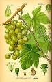 Grape seed oil - Wikipedia, the free encyclopedia