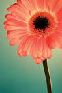 25 flower photography tips for beginners | Digital Camera World