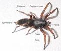 The Find-a-spider Guide - Spider Info