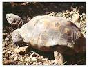 Desert Tortoise wildlife information - DesertUSA