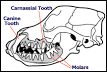 Infections of the Carnassial Tooth (4th Premolar) in Dogs