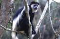 AWF: Wildlife: Colobus Monkey