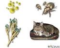 Allergen - what is, definition and Common Allergens | Health ...