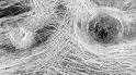 Geology of Venus