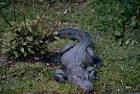 Chinese alligator public - via Daymix