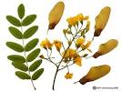 Legume Family (