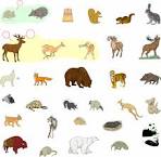 What Are <b>Mammals</b>?