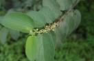 Florida <b>trema</b> or neetletree
