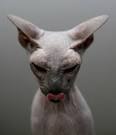 ugly cats in the world