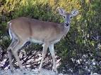 File:Whitetail doe.jpg - Wikipedia, the free encyclopedia