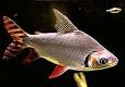 Characiformes