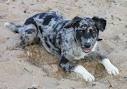Poppy the Blue Merle Collie Mix | Puppies | Daily Puppy