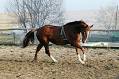 Holsteiner horse - Wikipedia, the free encyclopedia