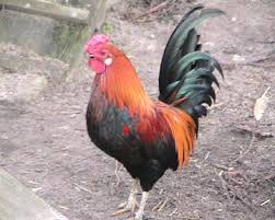 Obrazek