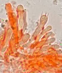 Image result for Sericeomyces medioflavoides forma subviscidulus
