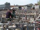 Sheep sale at Fadmoor - via Daymix