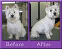 Dog grooming in Des Moines by Denise's Doggie Do's pet grooming in ...