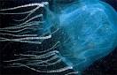Amazing Sea Creatures | Amazing News